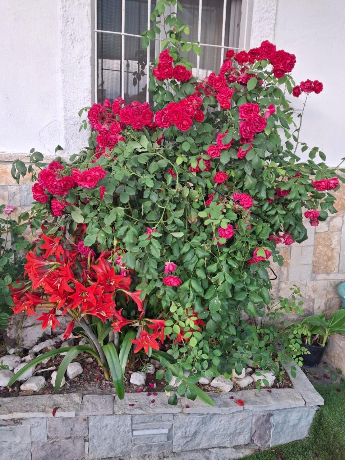 Aleko Guest House Gjirokastër Екстериор снимка